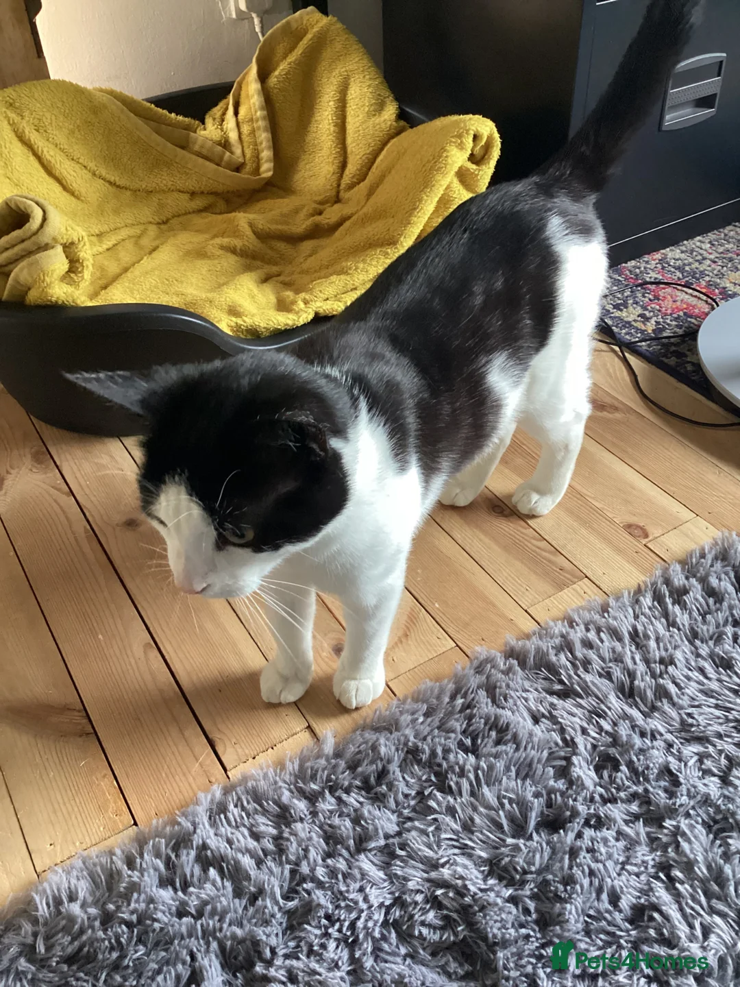 Mixed Breed cats for sale: Meet Martha - Advert 2