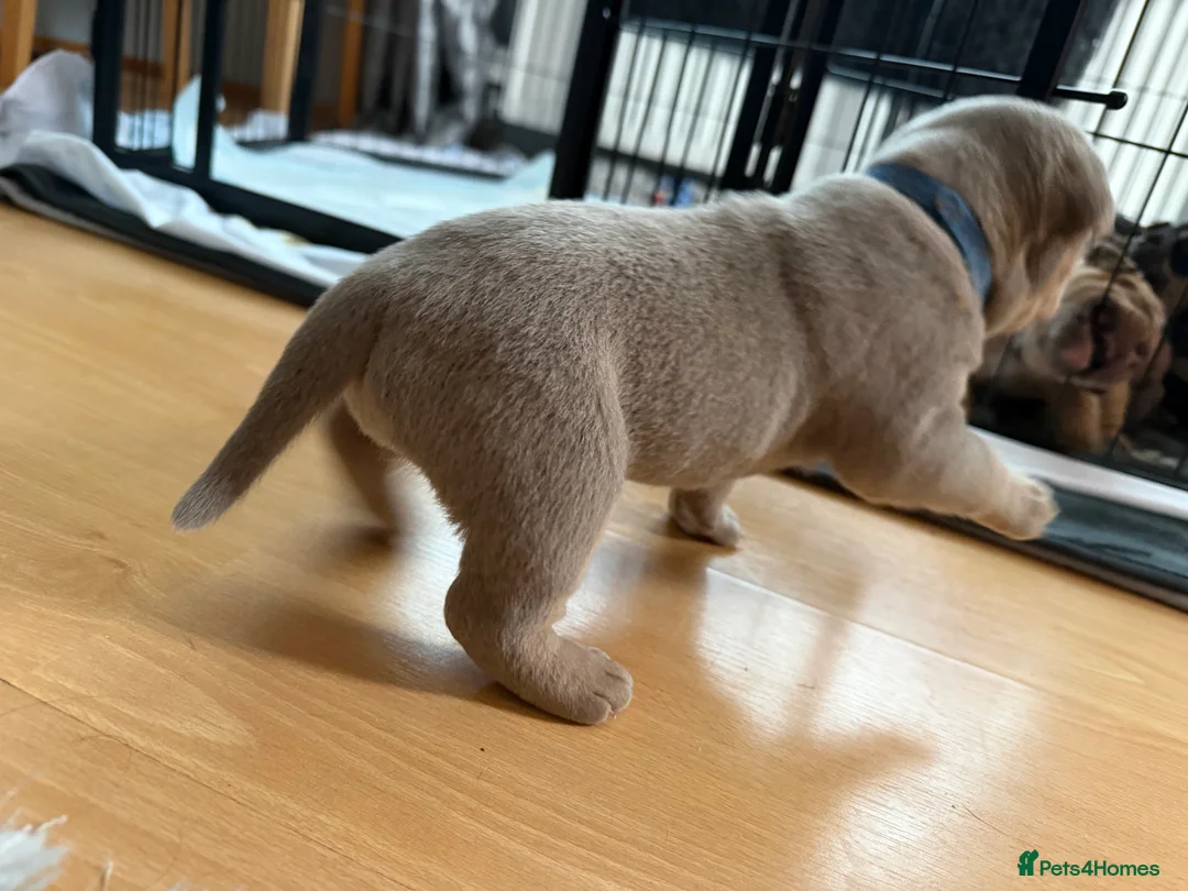 Old Tyme Bulldog dogs for sale: Old Tyme English Bulldog Puppies - Advert 24