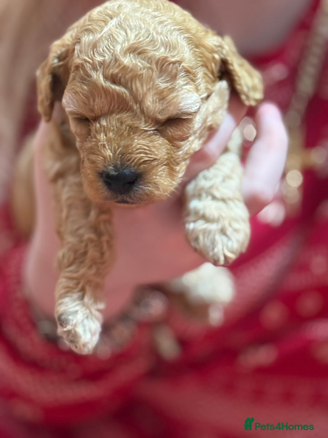 Cavapoo dogs for sale: Delightful Cavapoo puppies - Advert 3