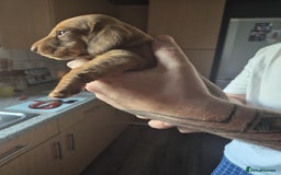 Dachshund dogs for sale: Dachshund puppies  - Image 10