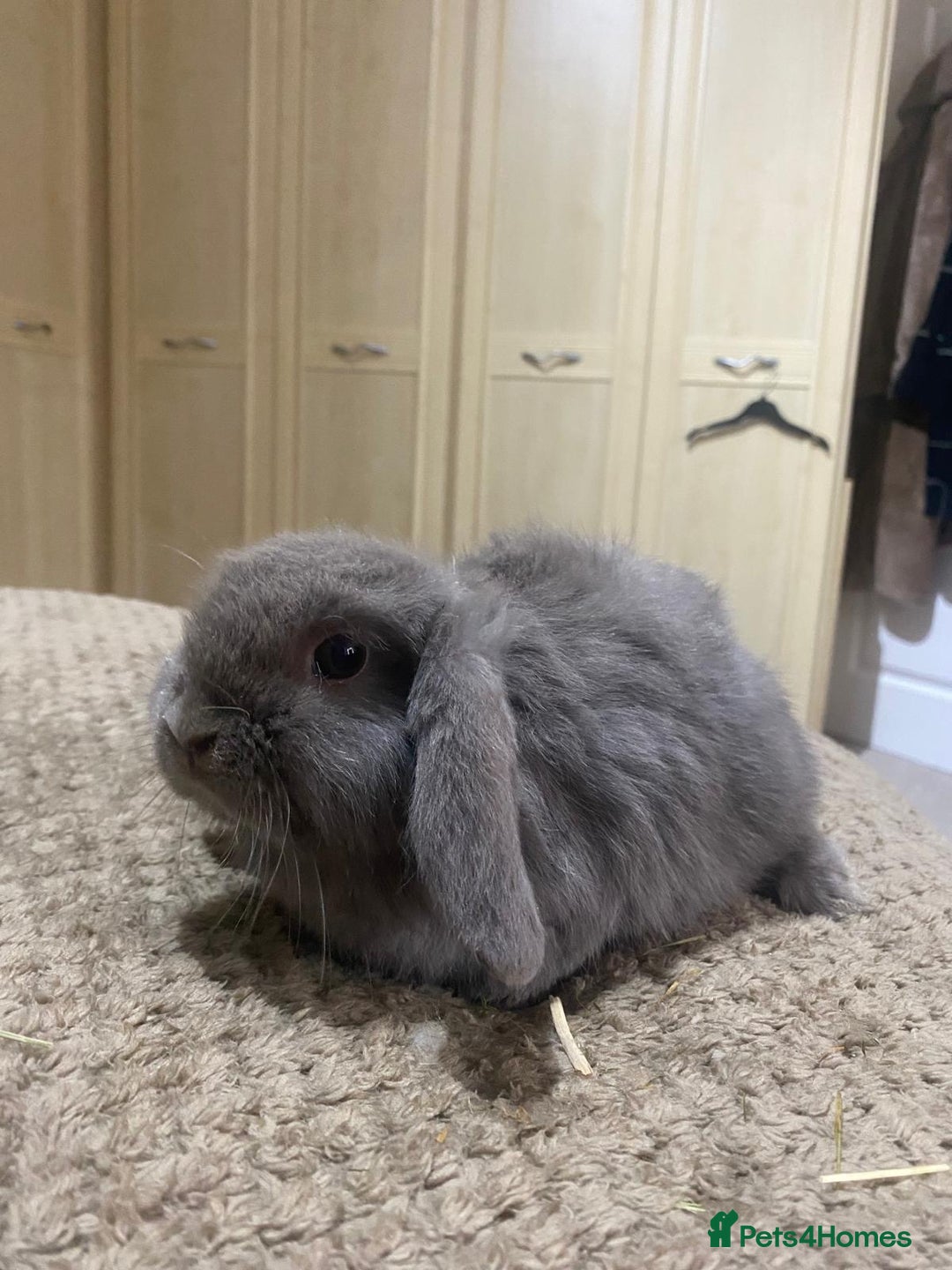 Mini Lop rabbits for sale: Cute mini lops for sale £75 - Advert 6