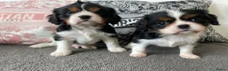 Cavalier King Charles Spaniel dogs for sale: Chocolate carrying Cavalire King Charles spaniels  - Advert 12