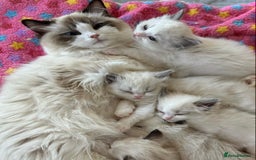 Ragdoll cats for sale: Cuddly Companion Ragdolls!! - Image 1