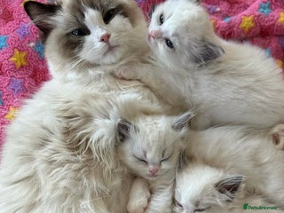 Ragdoll cats for sale - Advert 1