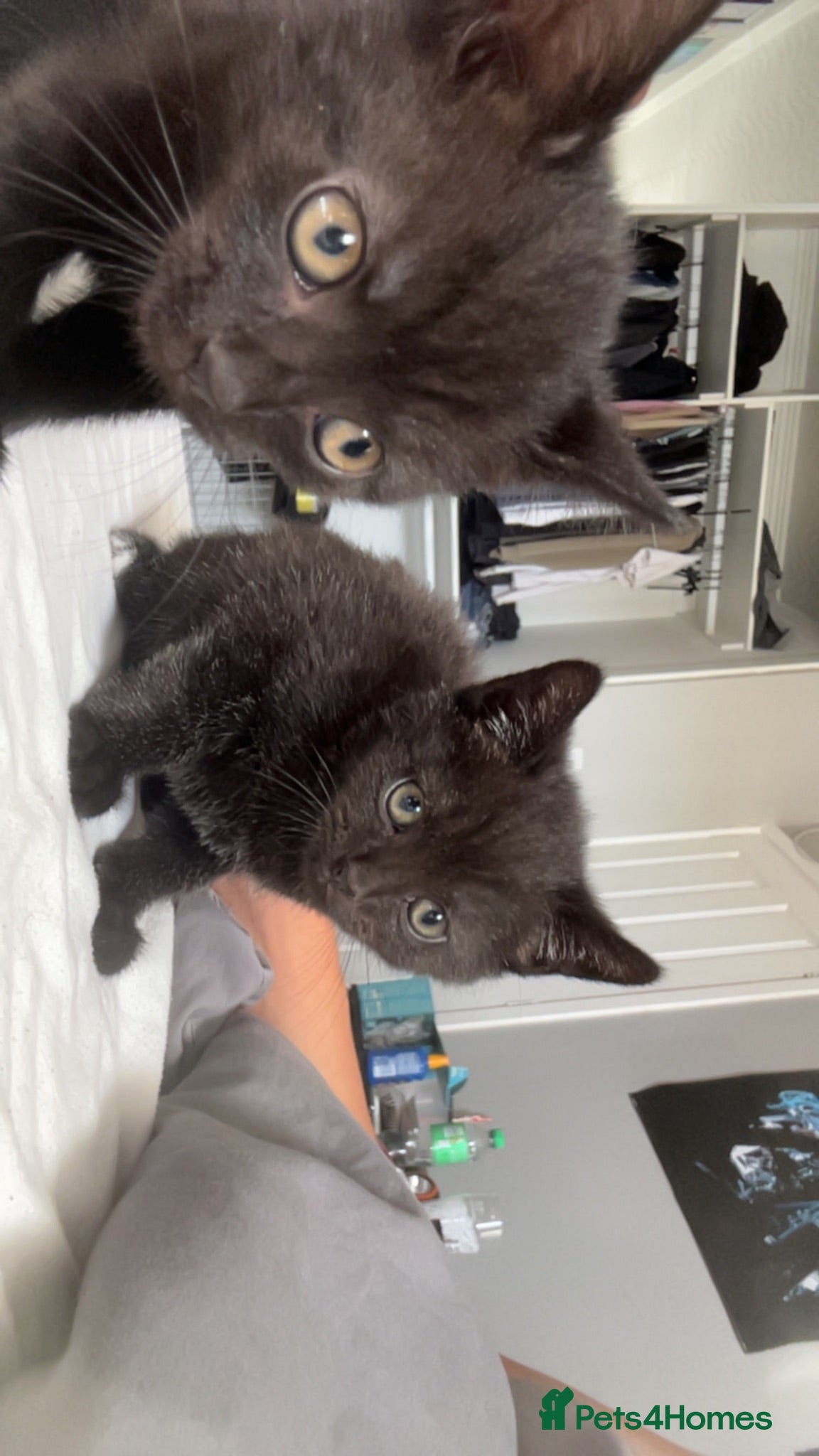 British Shorthair cats 2 x British shorthair kittens 8 weeks old - Advert 2