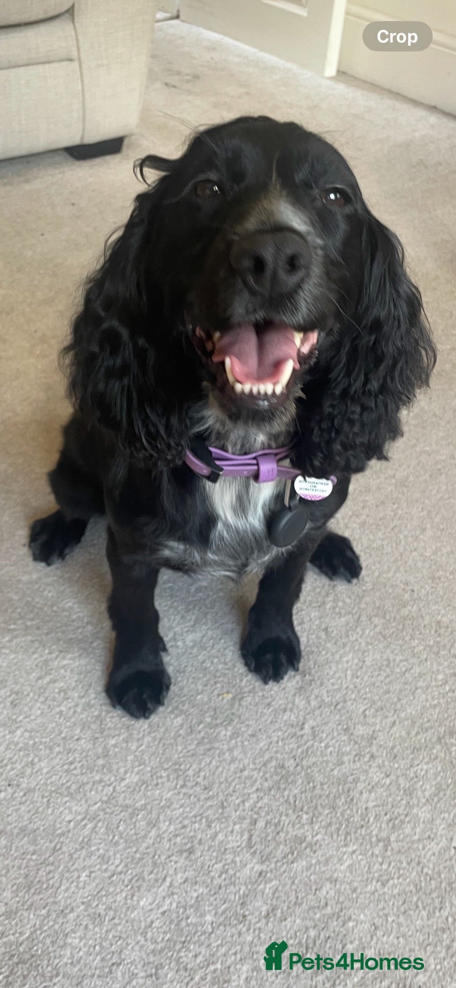Cocker Spaniel dogs for sale: 4 year old cocker spaniel  - Advert 4