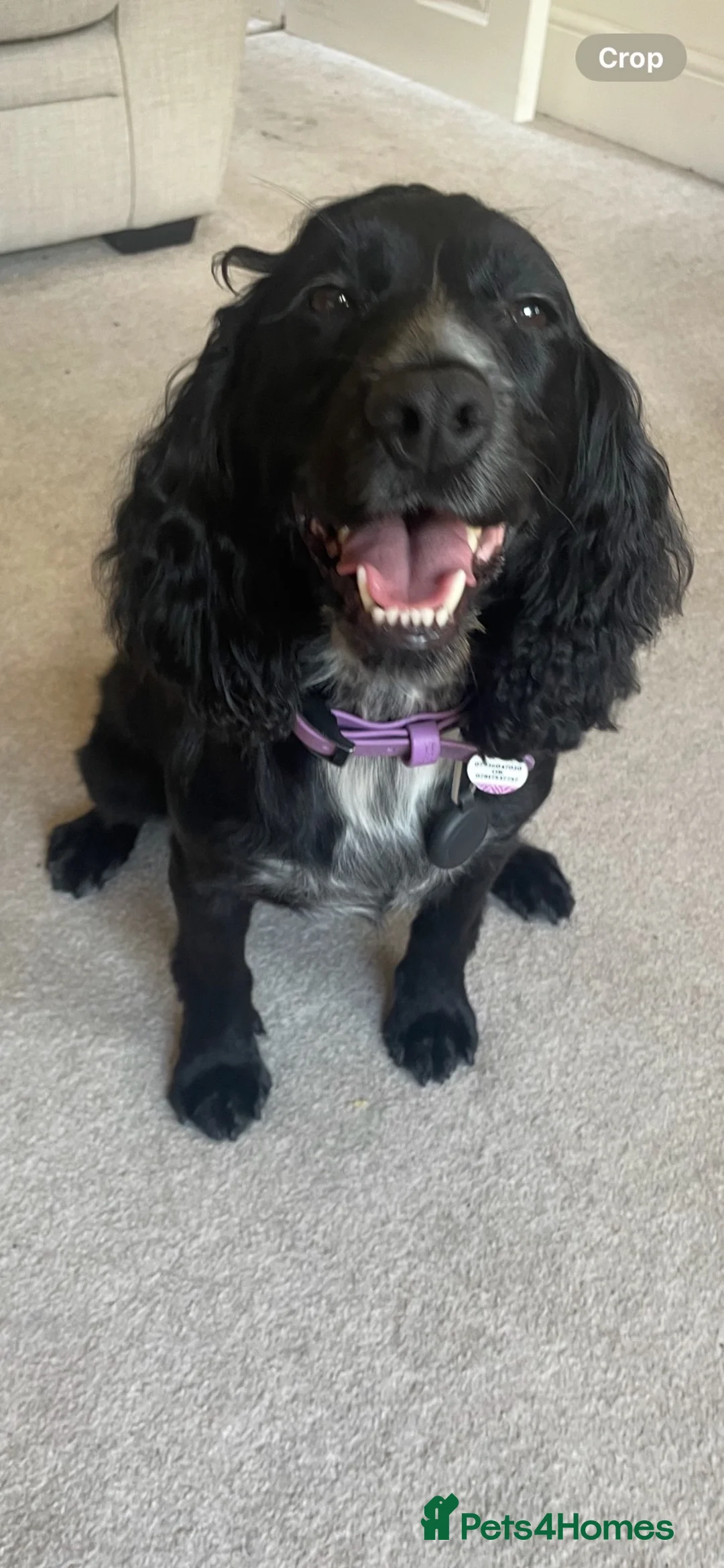 Cocker Spaniel dogs for sale: 4 year old cocker spaniel  - Advert 1