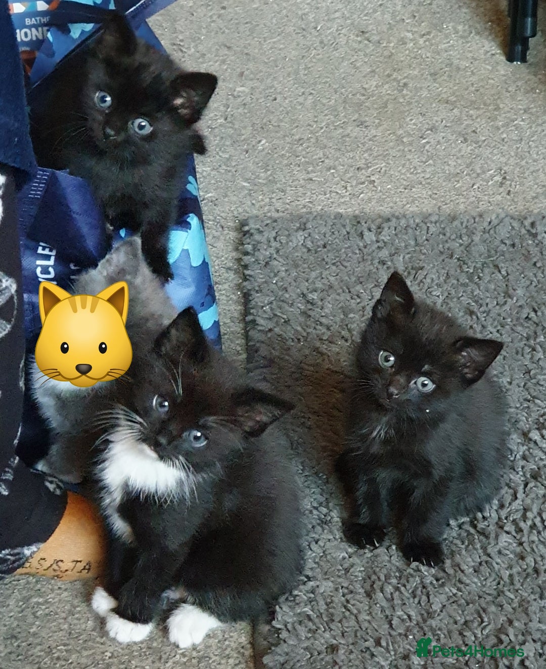Mixed Breed cats for sale: 3 beautiful boy kittens ready for forever homes - Advert 1