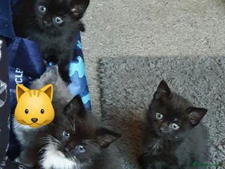 Mixed Breed cats 3 beautiful boy kittens ready for forever homes - Advert 5