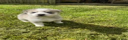 Pomsky dogs for sale: 6 beautiful pomsky 3 girls 3 boy ready to leave  - Advert 34