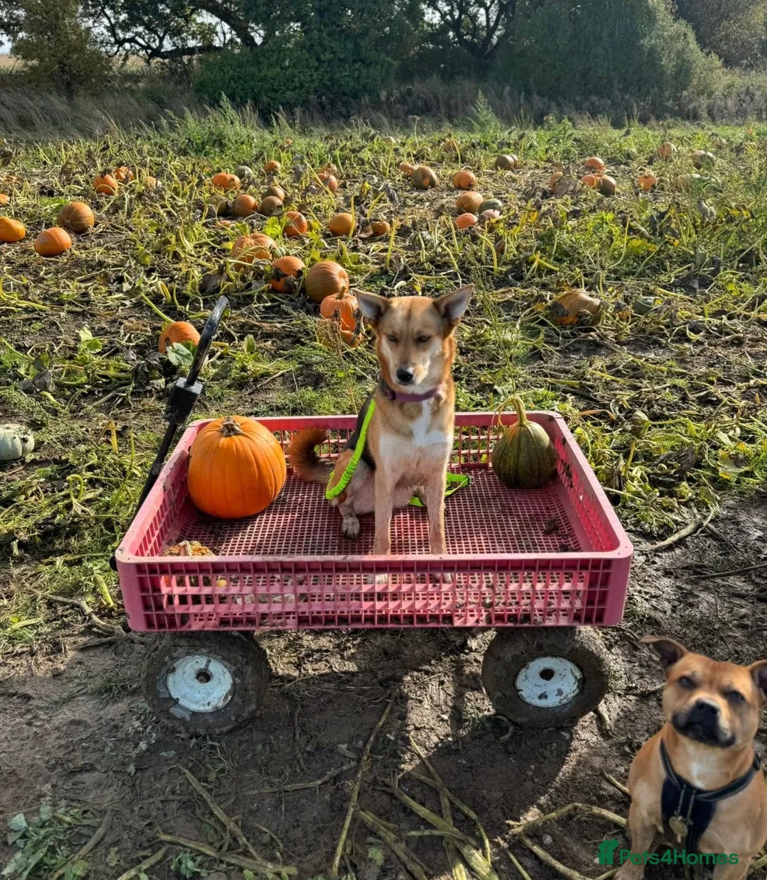 Mixed Breed dogs for sale: Rehome required - Advert 2