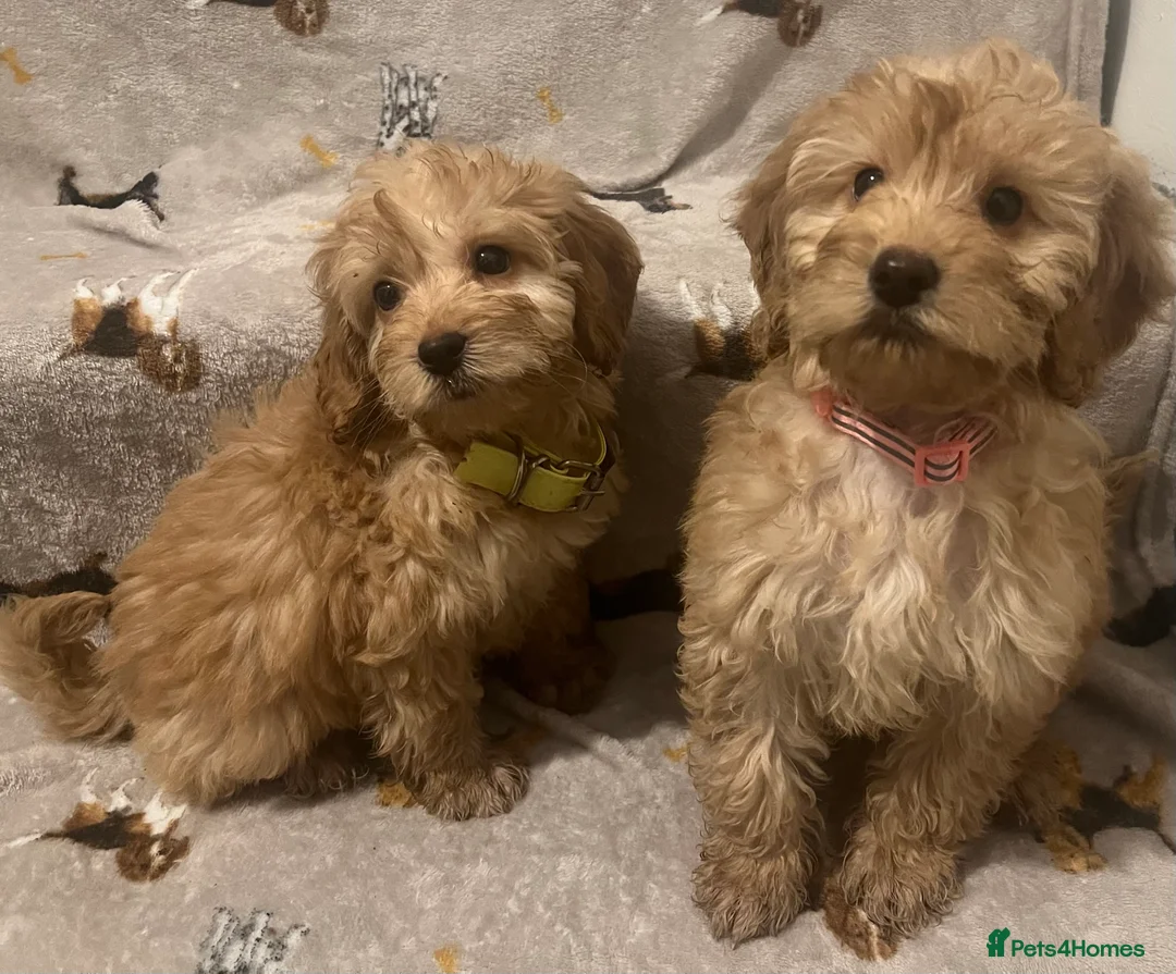 Cockapoo dogs for sale: Cockapoo puppies - Advert 5