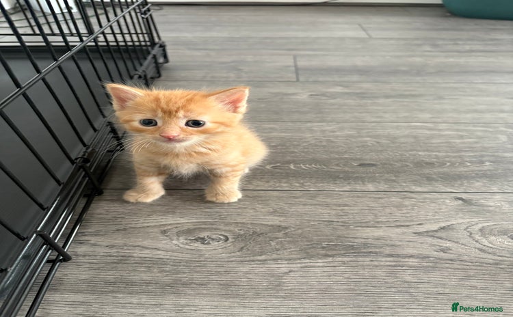 Mixed Breed cats - Advert 14
