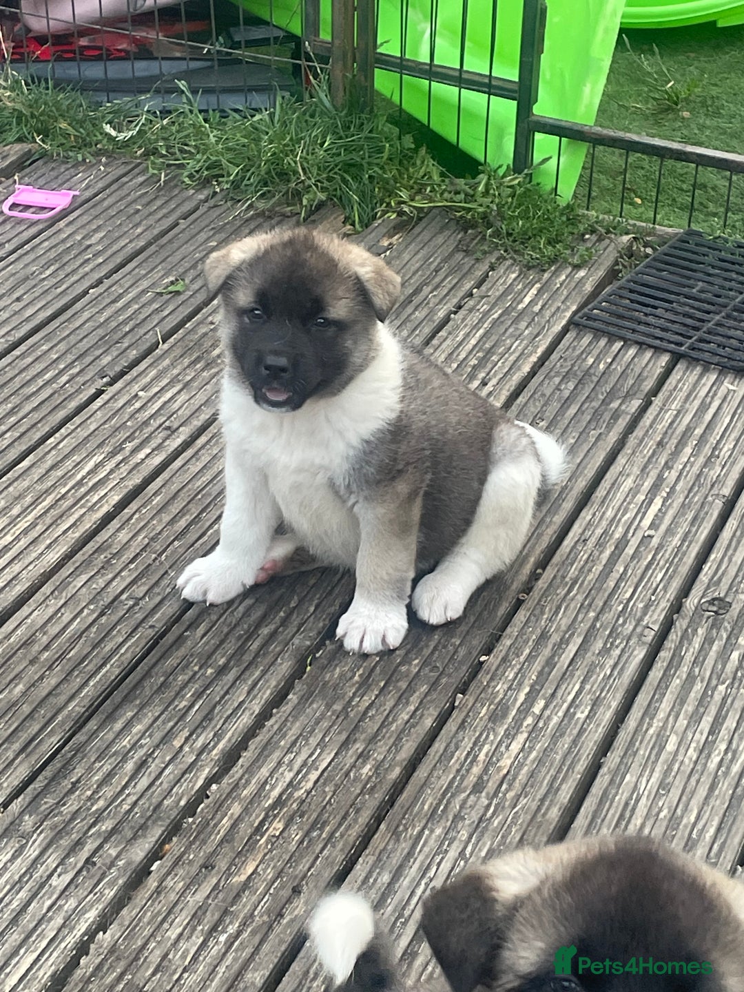 Akita dogs for sale: AMERICAN AKITA LAST FEMALE AVIABLE - Image 5