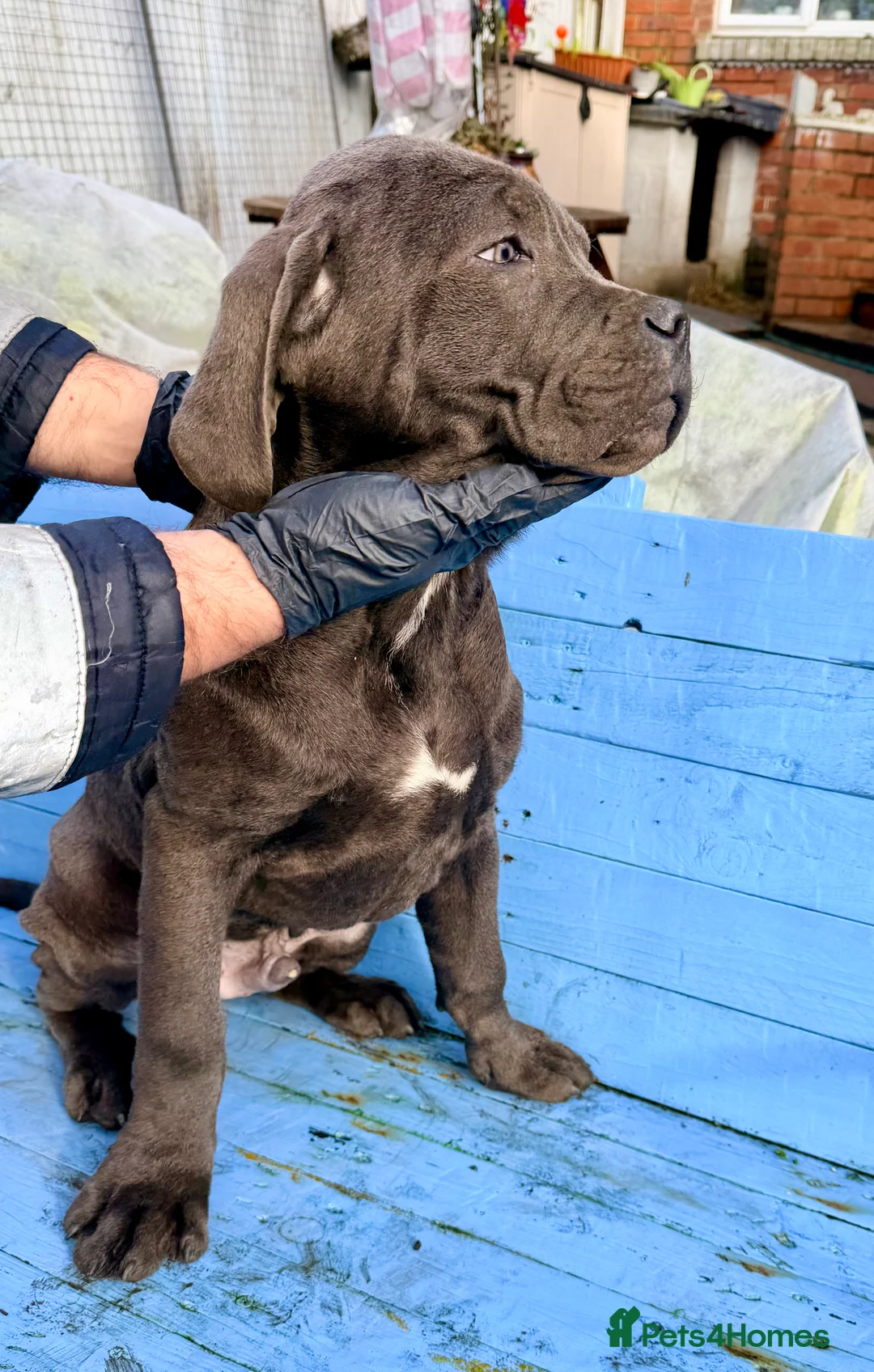 Cane Corso dogs for sale: Beautiful Cane Corso puppies available - Advert 13