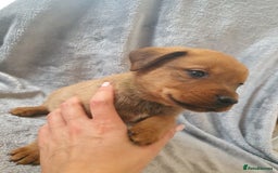 Mixed Breed dogs for sale: Beautiful mixed labrador rottweiler puppies  - Image 16