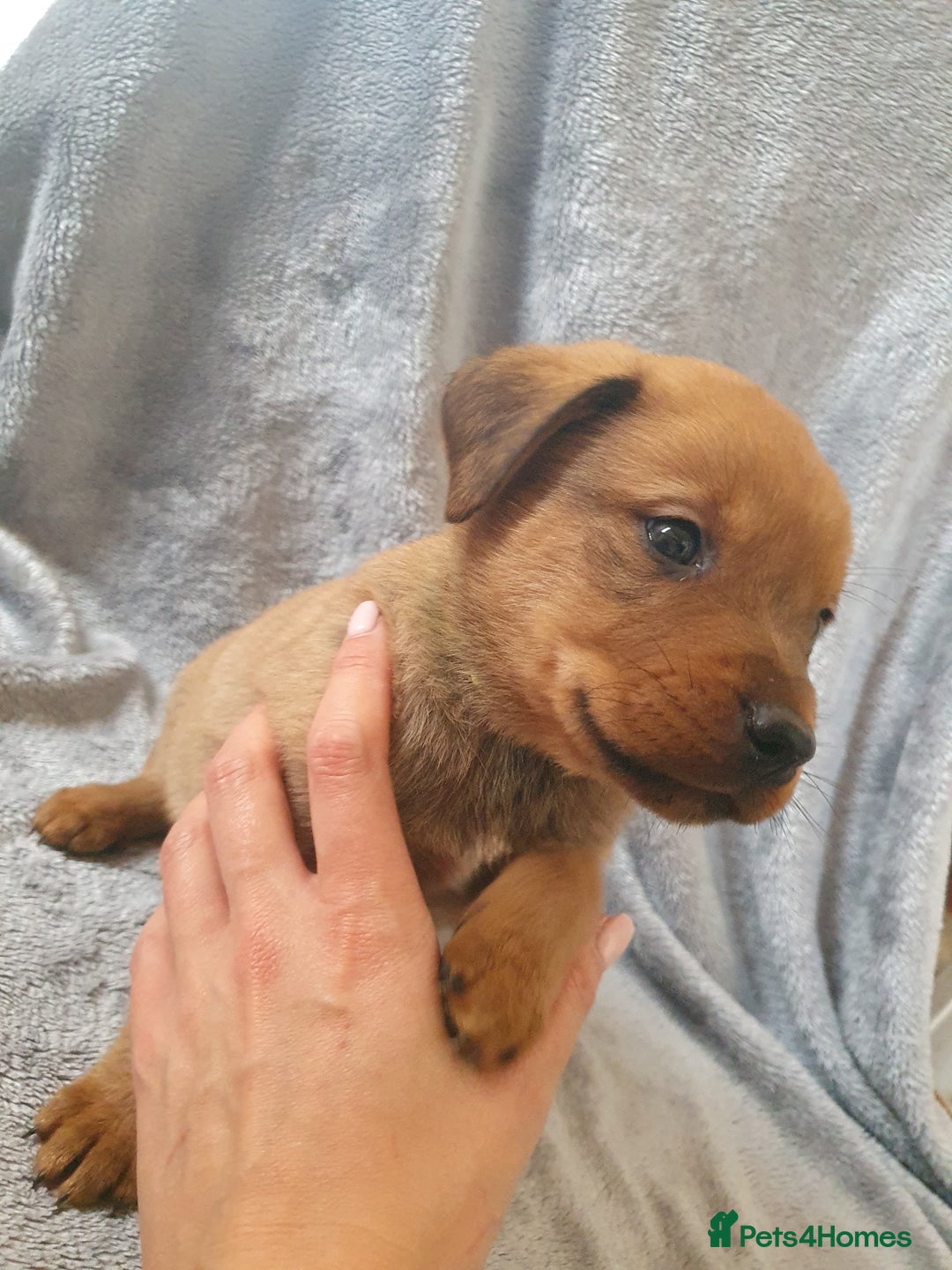 Mixed Breed dogs for sale: Beautiful mixed labrador rottweiler puppies  - Image 16