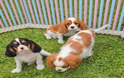 Cavalier King Charles Spaniel dogs for sale: Pure-bred Cavalier King Charles Spaniel puppies  - Image 5