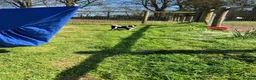 Border Collie dogs for sale: Collie puppies  - Advert 4