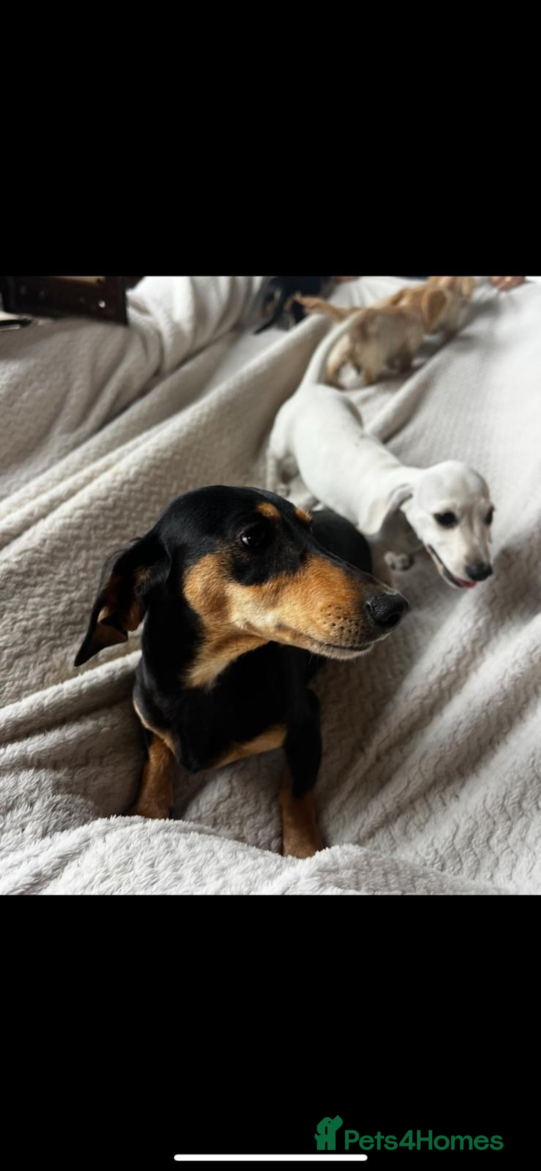 Miniature Dachshund dogs for sale: ♦️Mixed Cream Litter 🐶🌟 - Image 12
