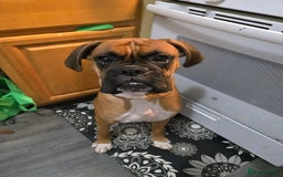 Boxer dogs for sale: Two Lovely Boxer Puppies Available  - Image 3