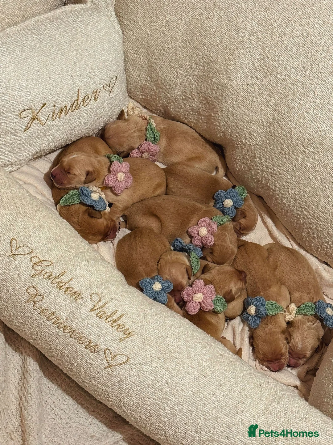 Golden Retriever dogs for sale: 🧸 Puppies Arrived - Pedigree KC Boys Available 🧸 - Advert 2