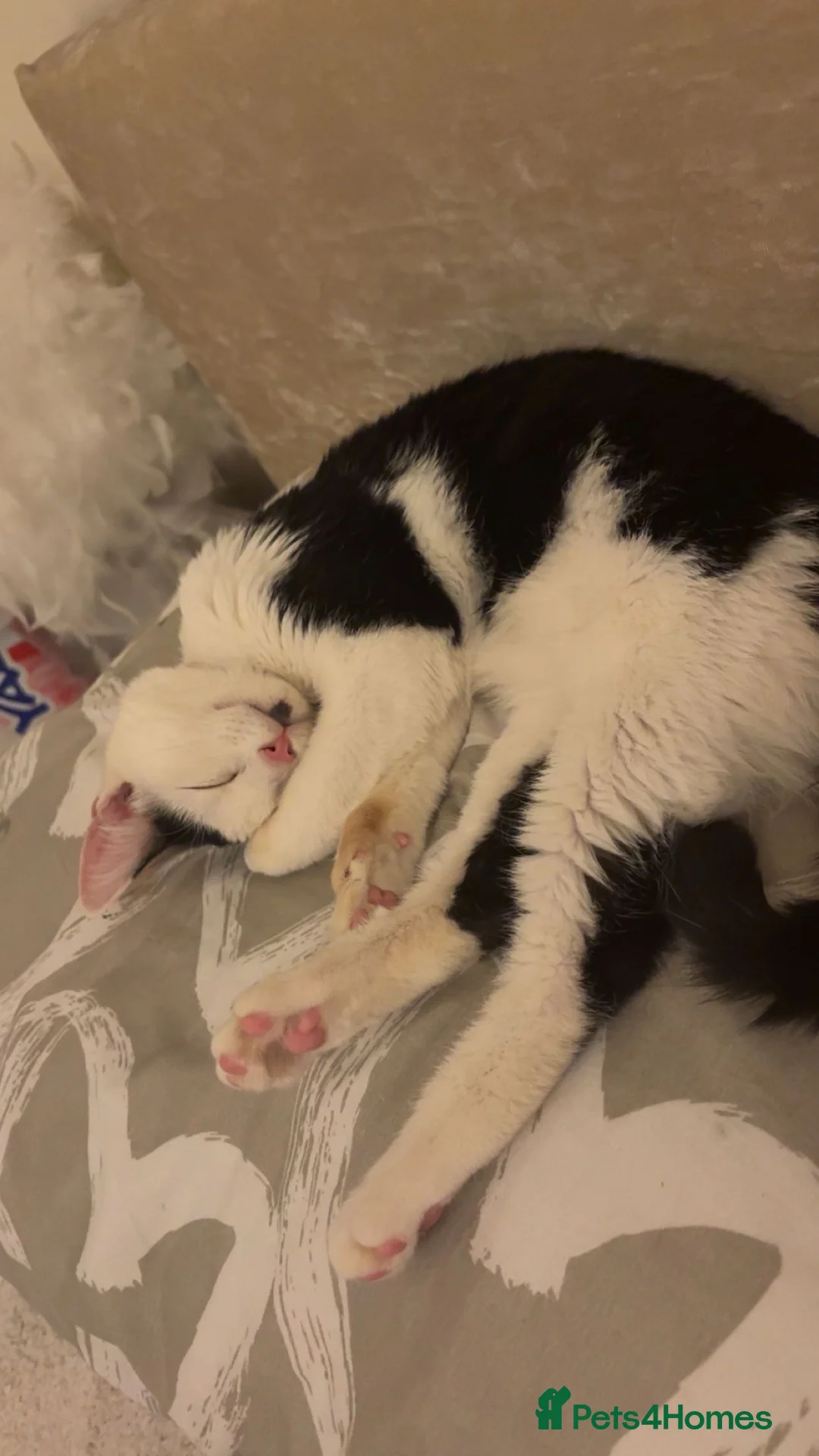 Mixed Breed cats for sale: Lola 10 month old cat in Roslin - Advert 1