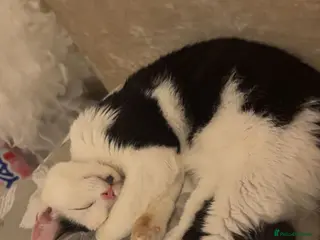 Mixed Breed cats Lola 10 month old cat - Advert 4