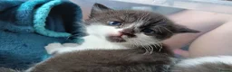Mixed Breed cats for sale: Beautiful black/white British short hair x - Advert 3
