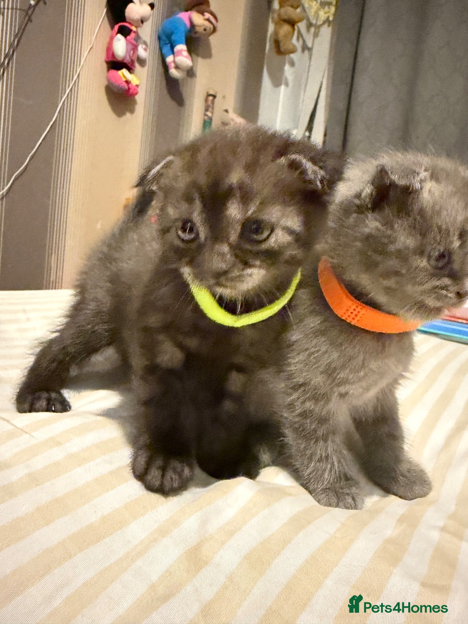 Mixed Breed cats RARE Gorgeous ScottishFold&British ShortHair  - Advert 15