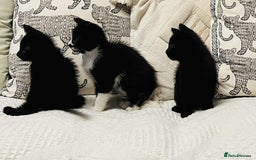 Mixed Breed cats for sale: Kittens  - Image 11
