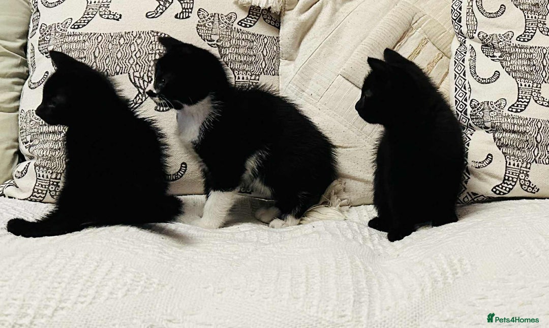 Mixed Breed cats for sale: Kittens  - Image 11