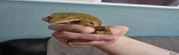 Gecko reptiles for sale: Free Crested Gecko Seeking Loving Forever Home - Advert 6