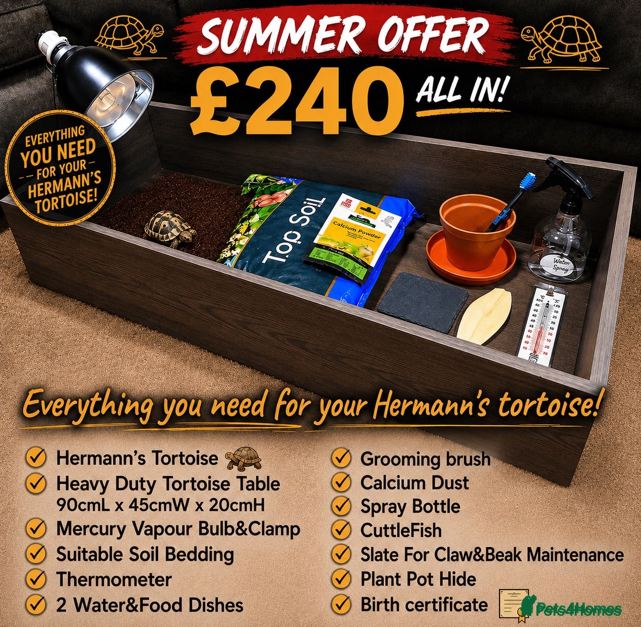 Hermann Tortoise reptiles Baby Hermanns Hatchlings & Set Ups!! - Advert 2