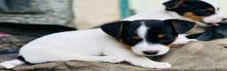 Jack Russell dogs for sale: Jack Russell Puppies for sale - Advert 13