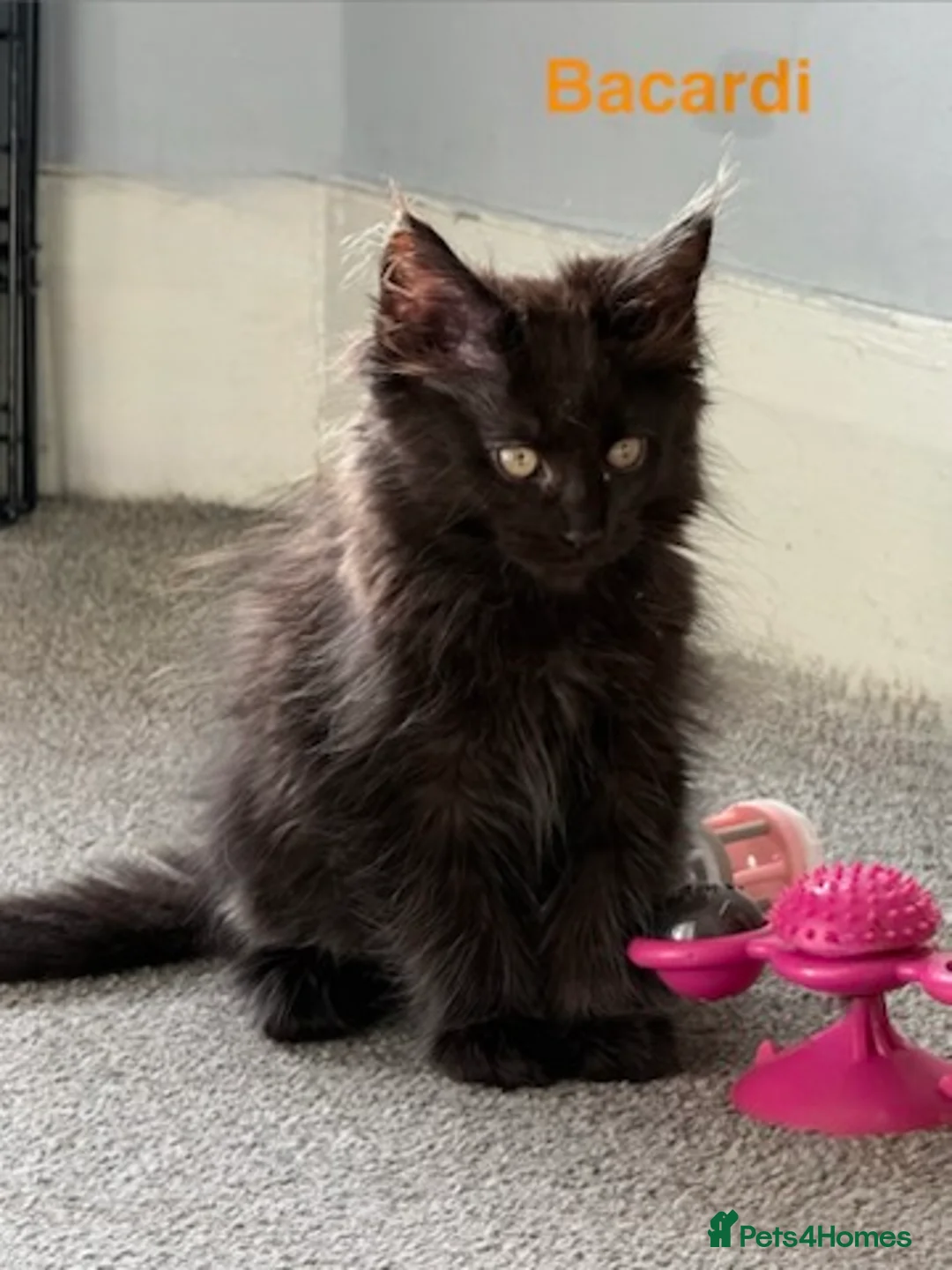 Maine Coon cats for sale: Stunning Pedigree Maine Coon Kittens for Sale - Advert 15