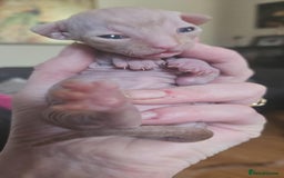 Sphynx cats for sale: Rare red tabby sphynx  - Image 20