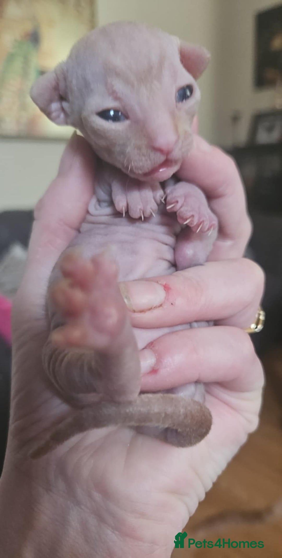 Sphynx cats for sale: Rare red tabby sphynx  - Image 20