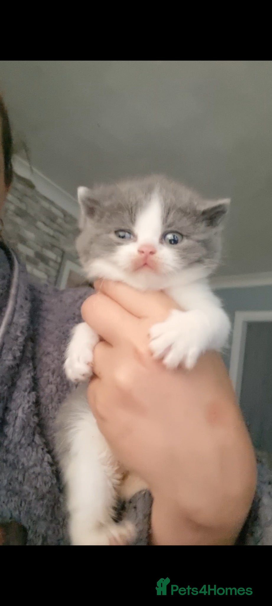 British Shorthair cats Full pedigree British shorthairs kitten's  - Advert 21