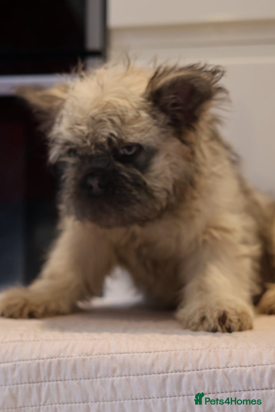 French Bulldog dogs for sale: Fluffy French bulldogs  - Image 4