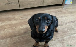 Miniature Dachshund dogs for sale: Miniature Dachshund - Image 1