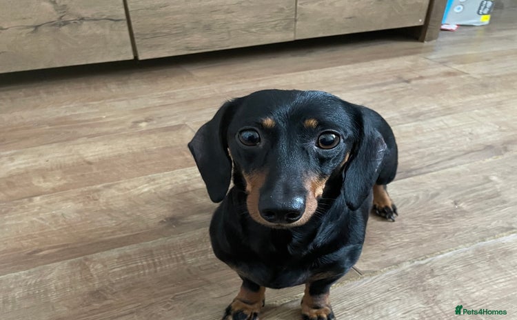 Miniature Dachshund dogs - Advert 1