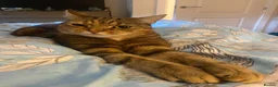 Mixed Breed cats for sale: Bengal mix sisters  in Harrogate - Advert 12