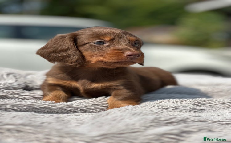 Dachshund dogs - Advert 6
