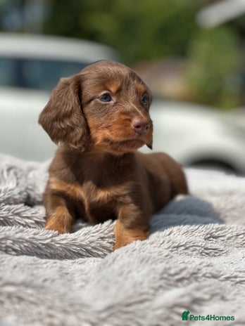 Dachshund dogs - Advert 1