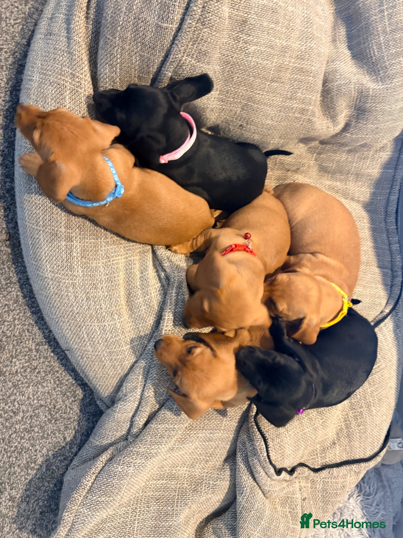 Dachshund dogs 7x daschund puppies  - Advert 2