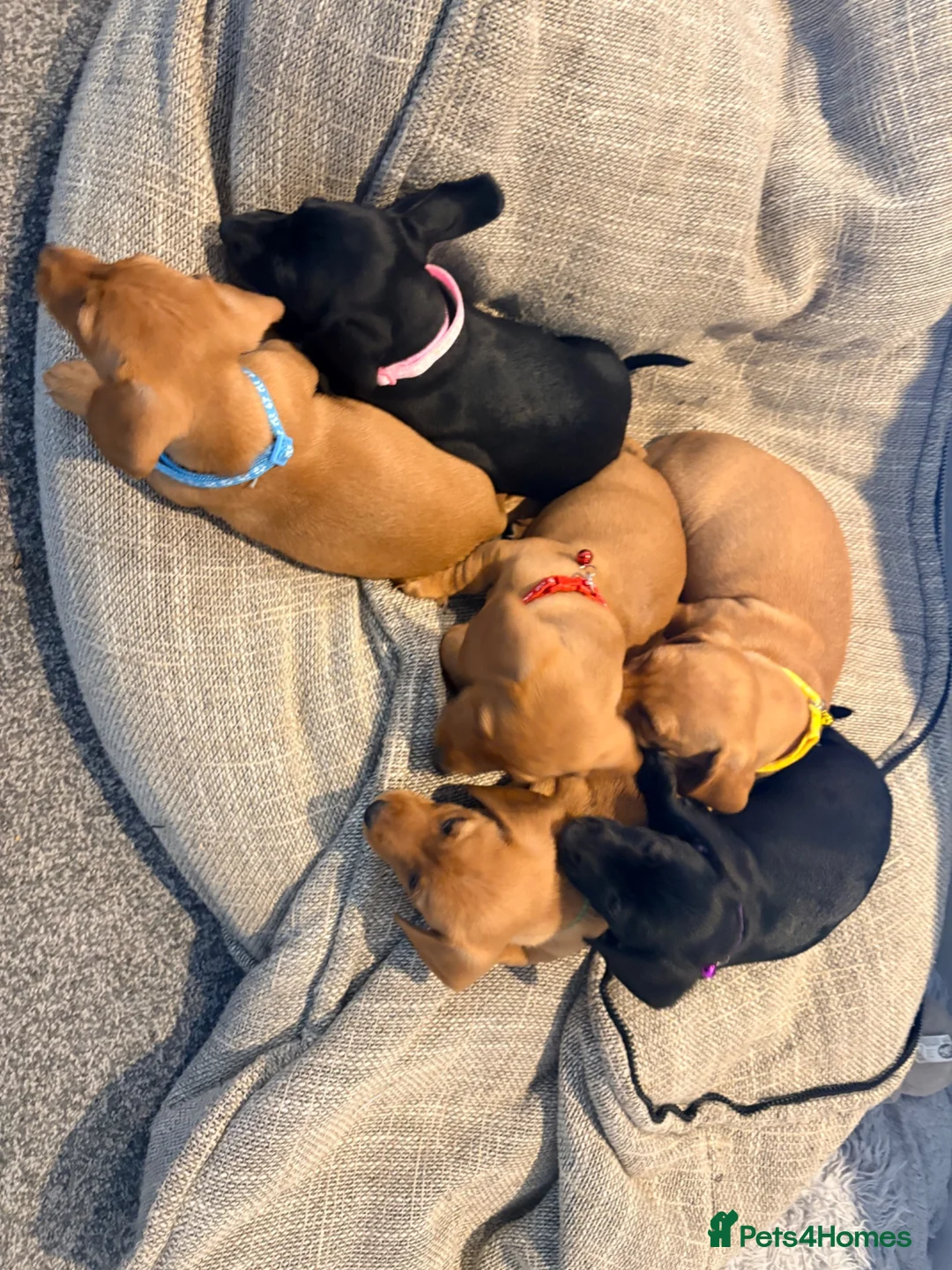 Dachshund dogs for sale: 7x daschundsxlabs puppies - Advert 2