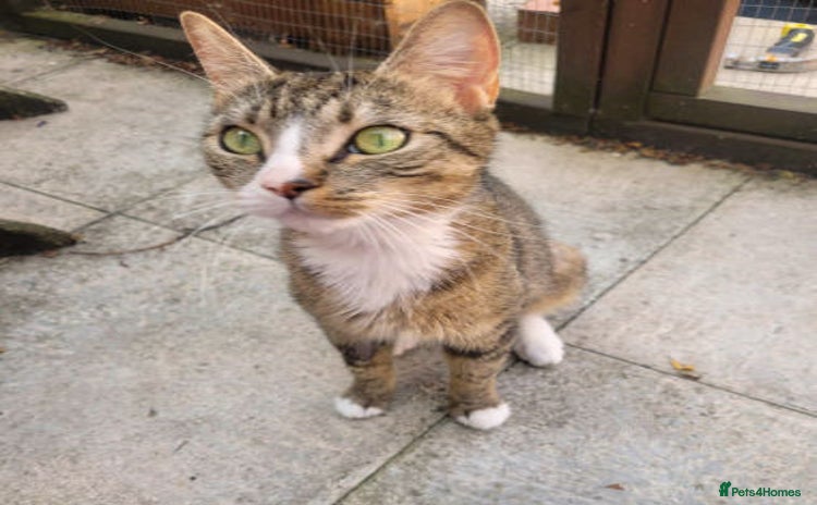 Mixed Breed cats - Advert 3