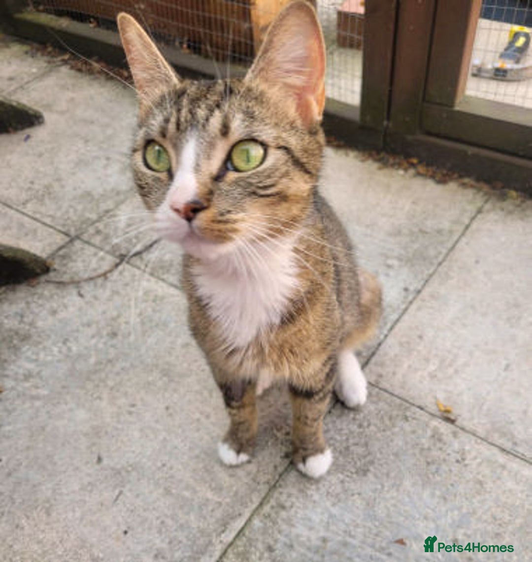 Mixed Breed cats for adoption: ALPHA - Image 1