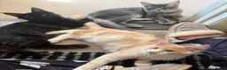Maine Coon cats for sale: 3 male Mainecoons  - Advert 23
